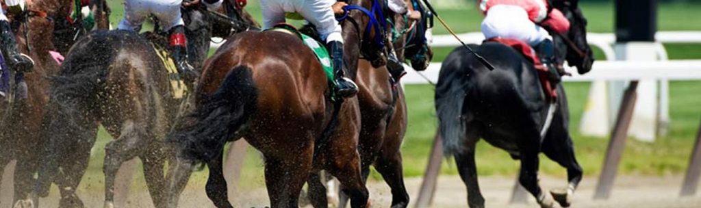 Horse Feed Supplies