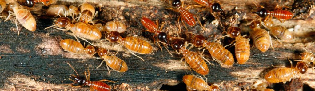 Termite Control Melbourne