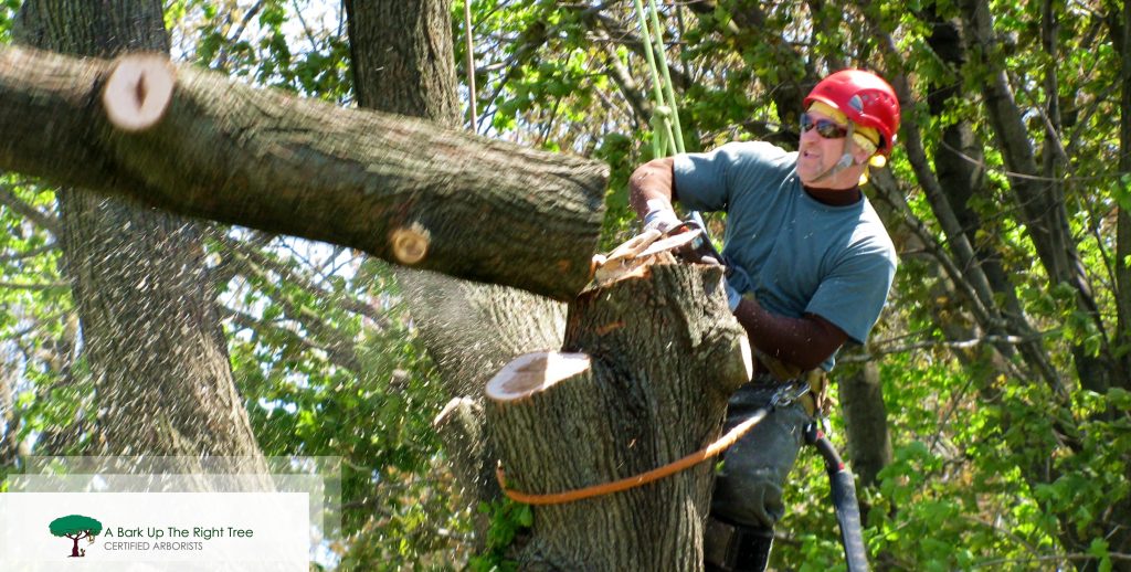 Tree Removal Adelaide