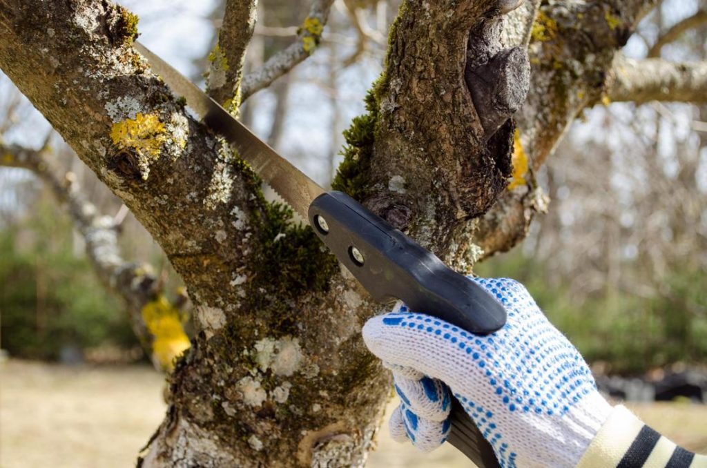 Tree Removal Adelaide