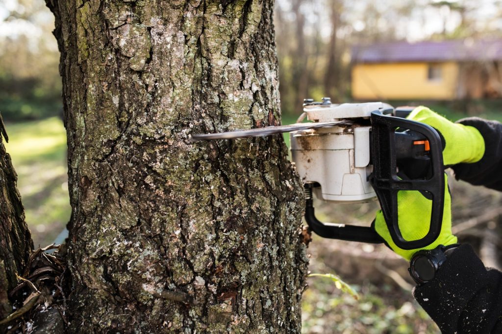 tree-removal-Ferntree-gully