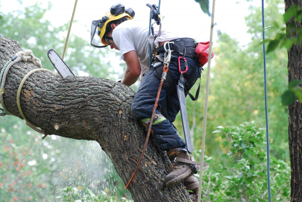 Tree Removal Company Melbourne