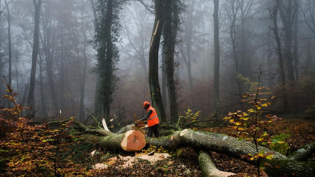 Tree Removal Melbourne