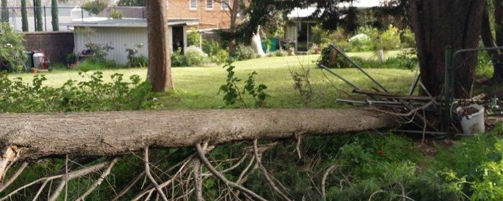 Tree Removal Adelaide