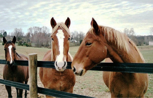 Horse Supplies