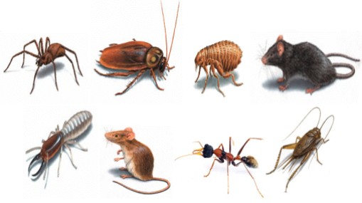 Pest Control Service is Your one Stop Solution to Free From Termites