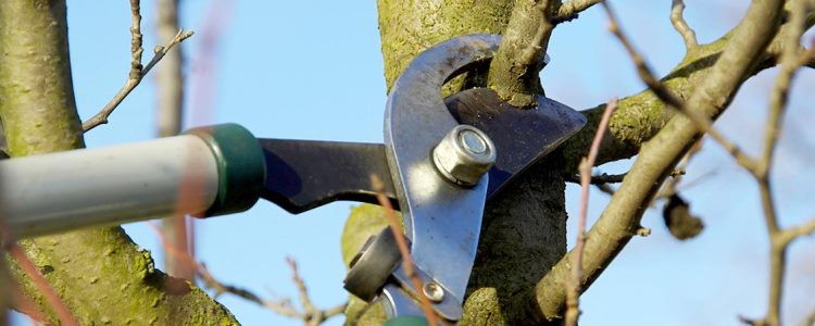 Effective Tree Trimming Adelaide can be done by an Arborist