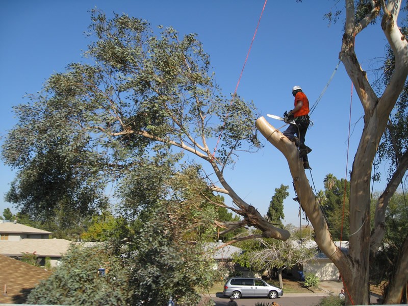 Get Reliable Tree Removal Service in Melbourne