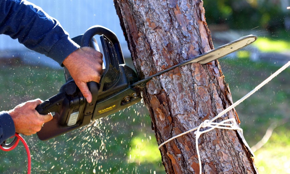 Why do People Consider Tree Removal?