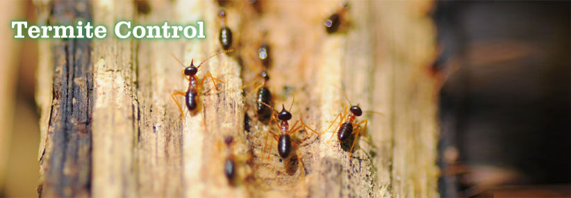 Keep Your Family Safe with Professional Termite Control Services in Melbourne