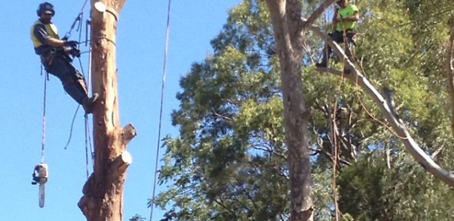 tree_removal_adelaide