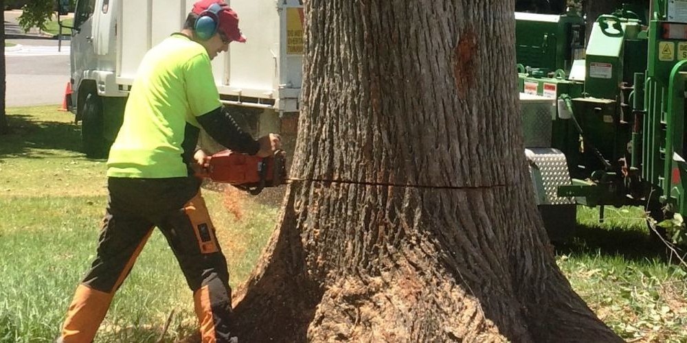 Try to Save Trees and Minimize Tree Removal Adelaide Necessarily