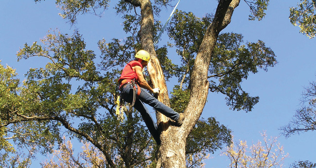 Tree Removal Adelaide