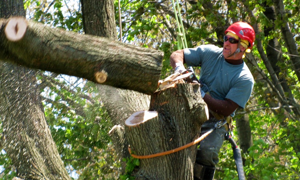 Tree Removal Services