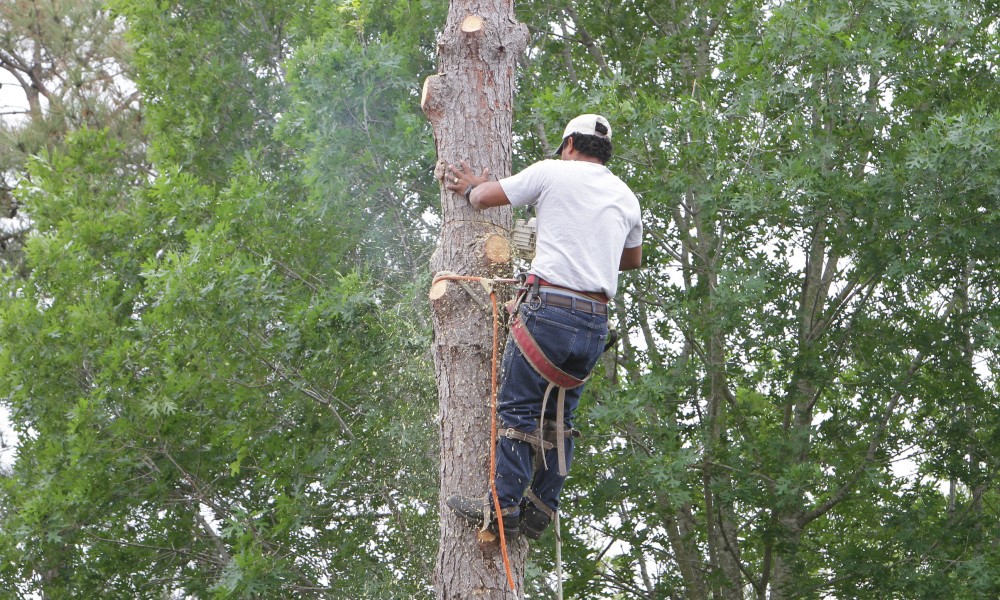 6 Steps to Follow for Proper Tree Removal in Melbourne