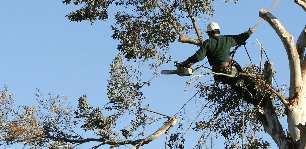 The benefits of hiring Stump removal agencies in Melbourne