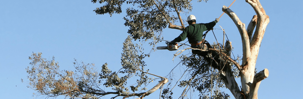 Stump Removal Melbourne