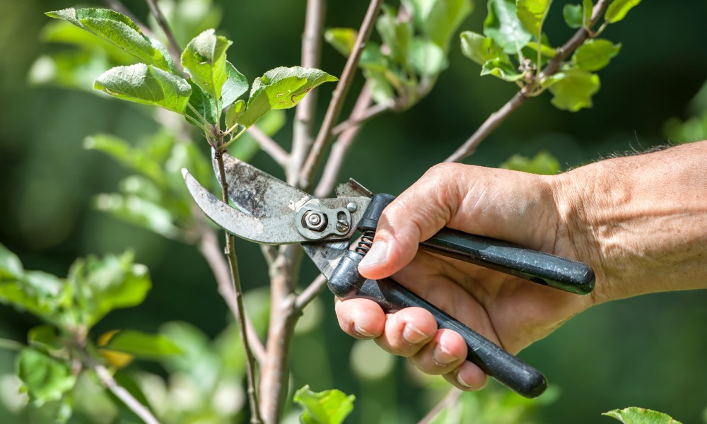 5 Useful Tips and Tricks to Use for Tree Pruning in Melbourne