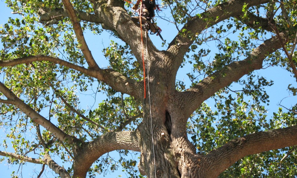 How can an Arborist be the Best Choice for Tree Removal in Melbourne?