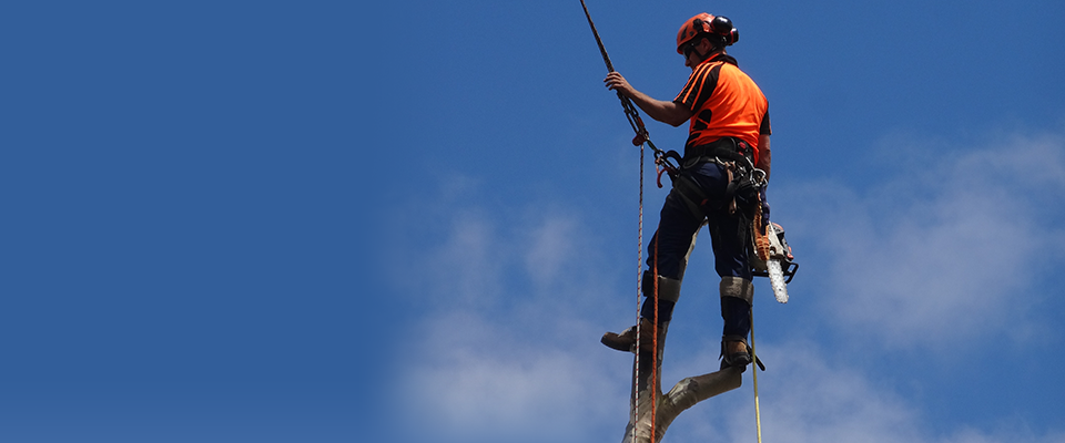 tree-removal-ringwood