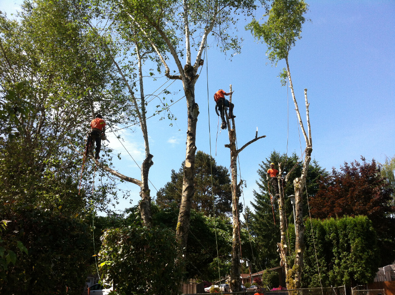 Tree Removal Services Performed by Specialists