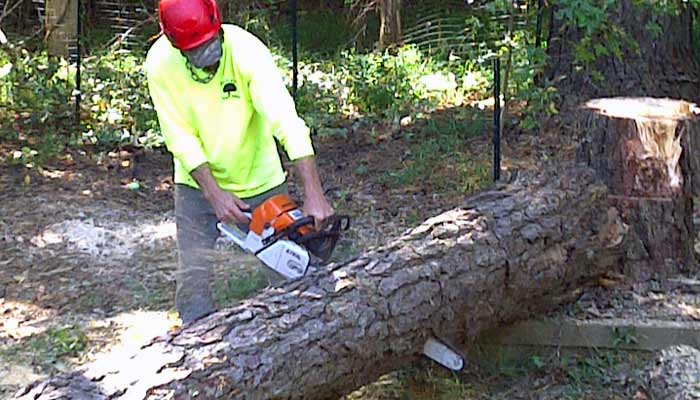 Things to ask Tree Removal Experts