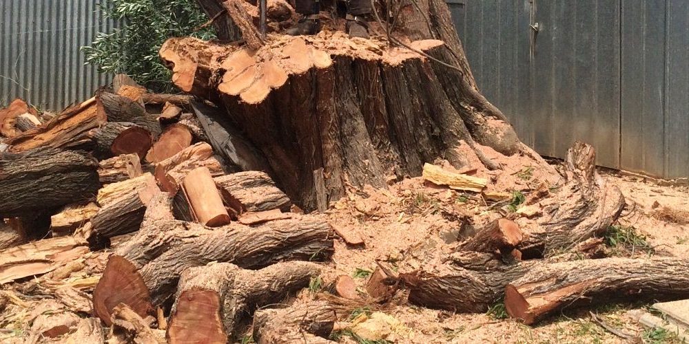 Hire a Trusted Tree Service And Give Attractive Looks At Tree Removal Adelaide