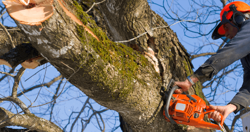 Tree-Removal