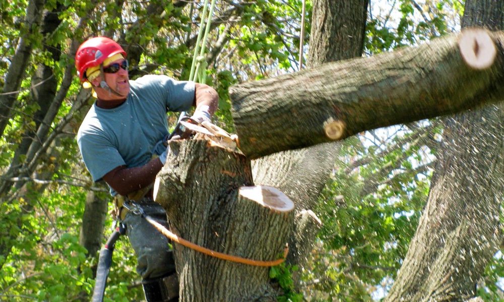 Approaches To Save Your Money on Tree Removal