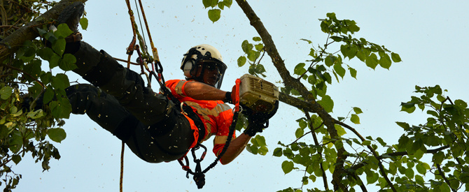 Importance of Hiring Tree Removal Melbourne Service Providers