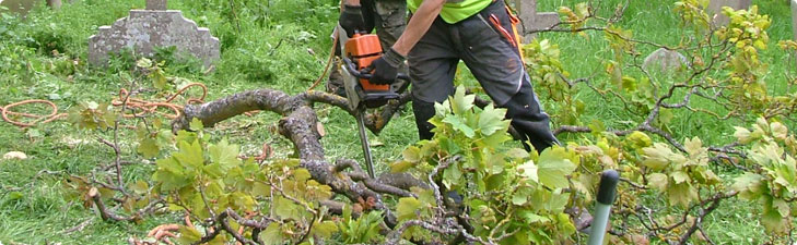 Check Before You Hire Any Tree Surgeon