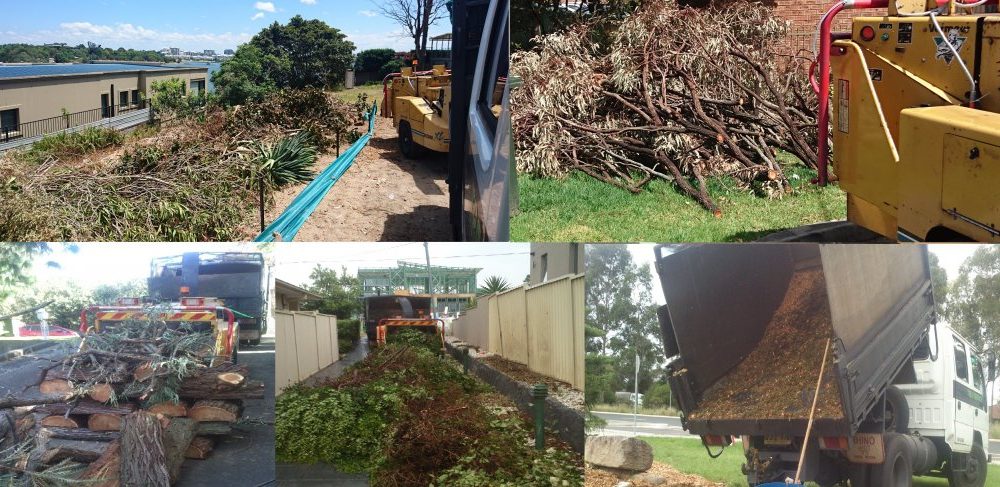 What Are The Exact Services Expect From A Tree Removal Company ?