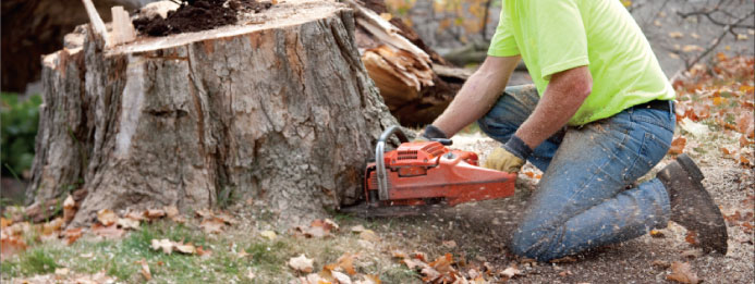 Know The Importance Of Tree Removal Service