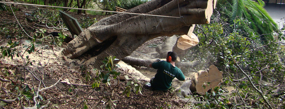 hire Tree Removal Adelaide services