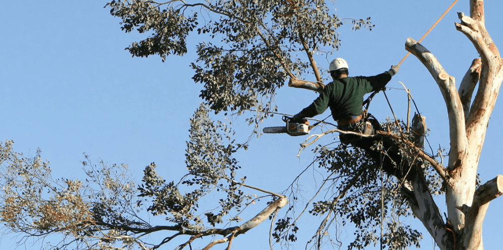 Tree Removal Melbourne