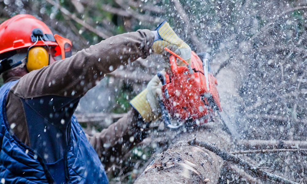 Relevant Information on enlisting a Tree Removal Services