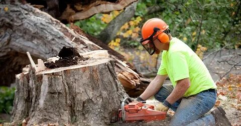 Tree Removal Adelaide – All You Need to Know