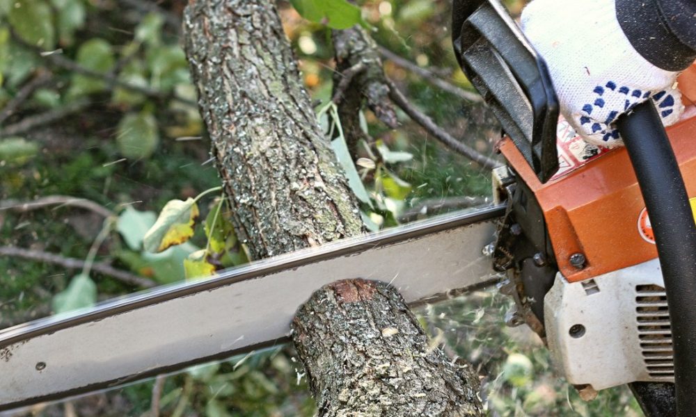 How to undertake tree removal Adelaide?