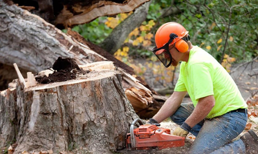 Tree Removal Melbourne