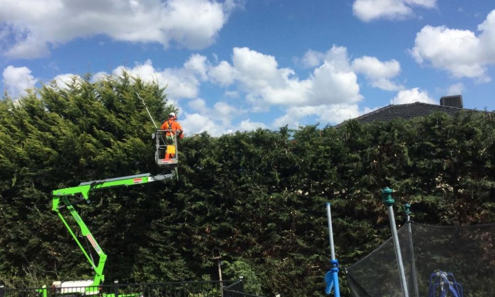 Tree Removal Croydon