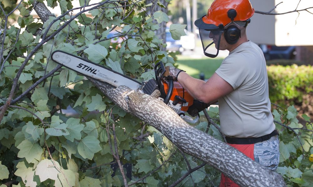 Everything you need to know about tree removal Explained in here!