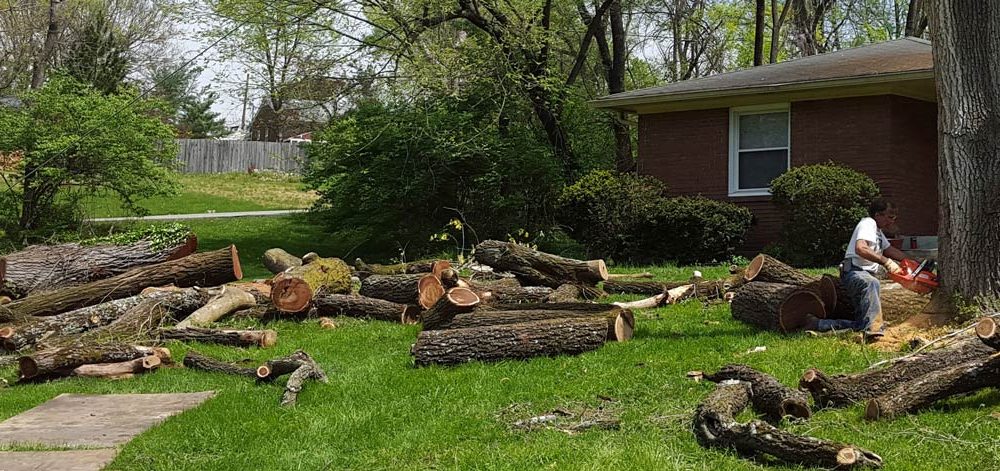 5 Factors for hiring a right Tree Stump Elimination Provider