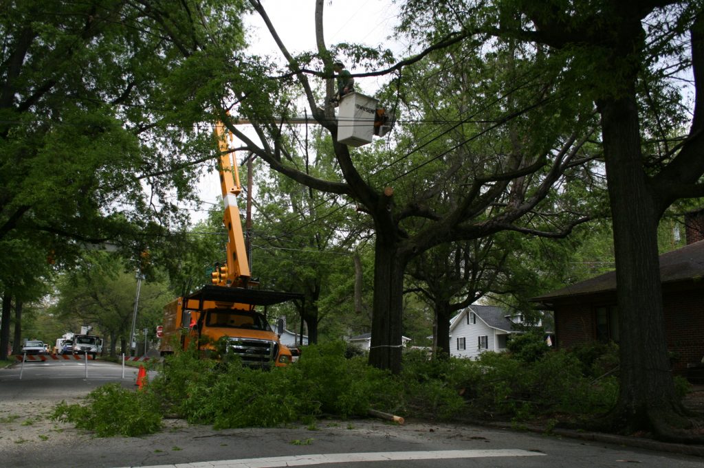 Tree Removal Glen Waverley