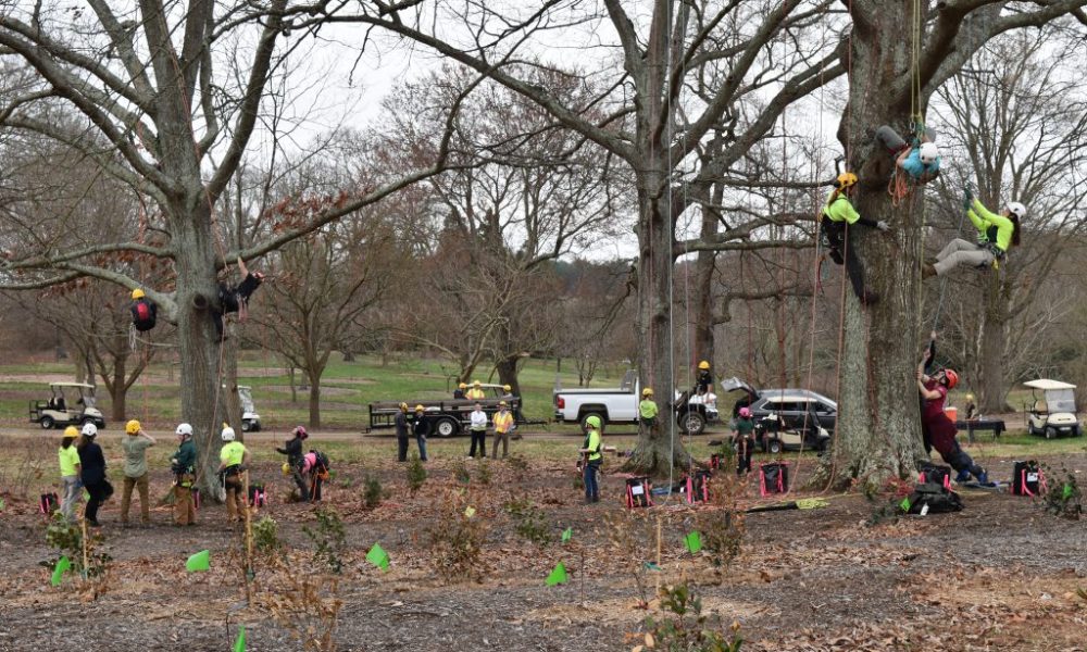 Importance of Stump Removals Melbourne