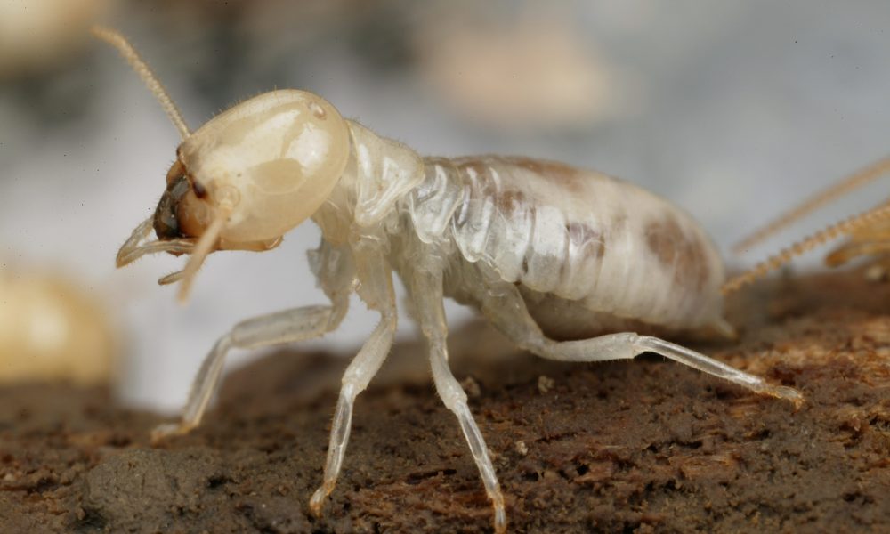 Know the advantages of Termite Inspection and Pest Control