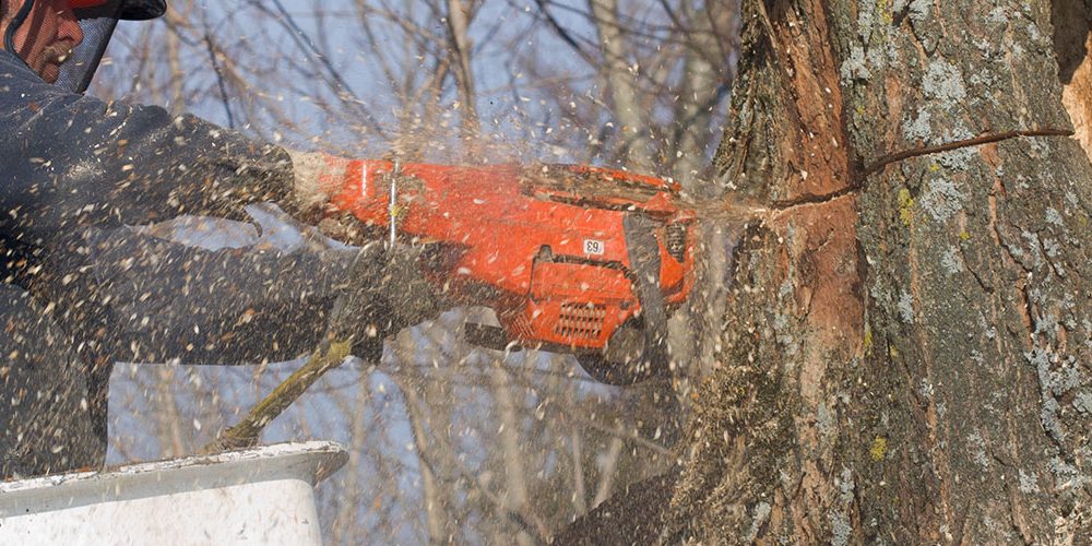 What things to take care of with tree pruning?