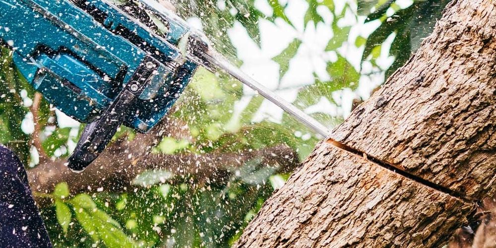 5 Things to consider while using the tree removal Adelaide service