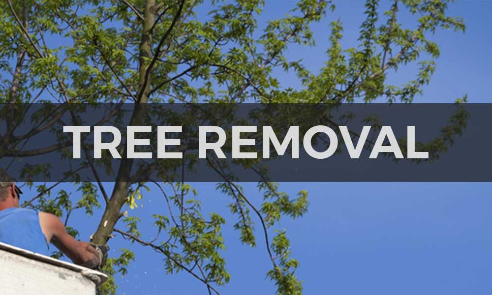 What are reasons for hiring professionals for Tree Stump Removal Service?