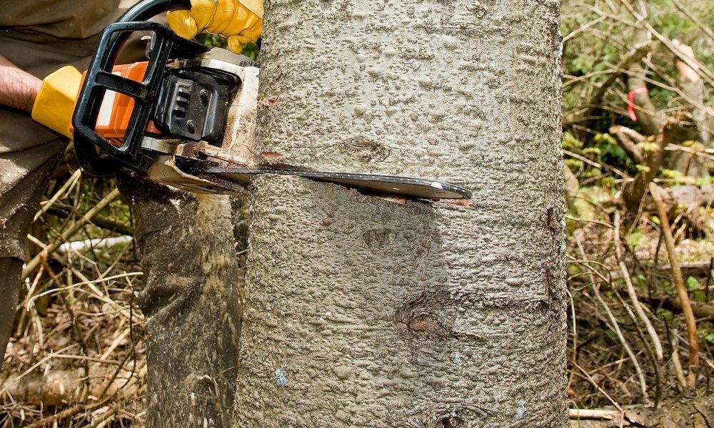 Why should you use the tree stump removal Adelaide service?