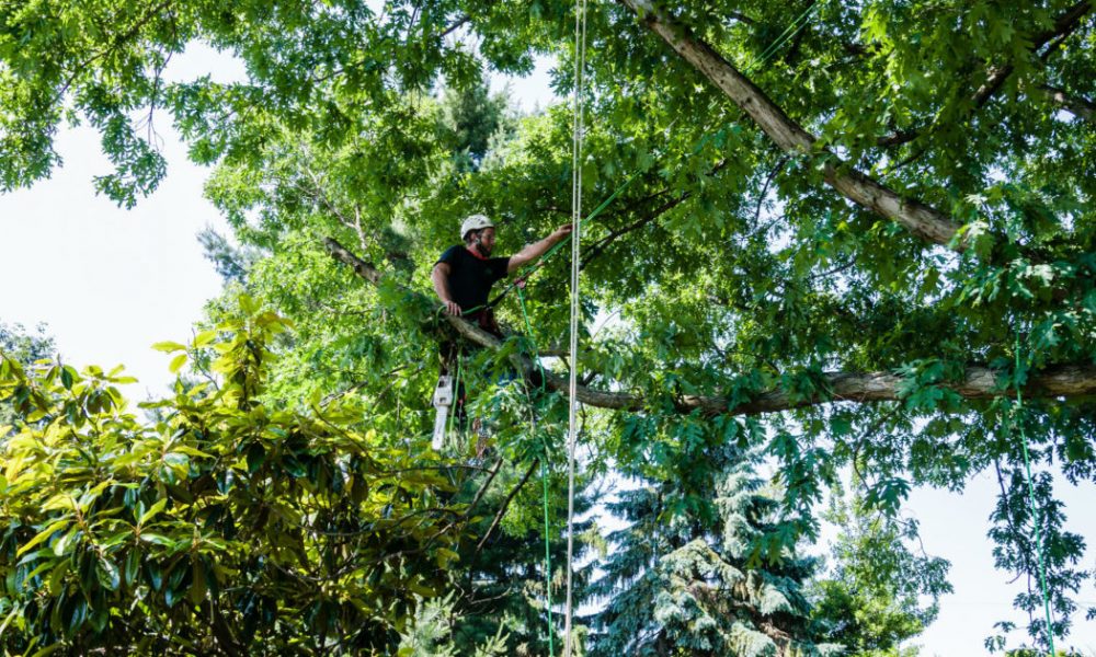 Tree Pruning Adelaide Hills